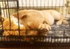 yellow lab puppy asleep in a crate