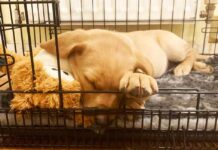yellow lab puppy asleep in a crate