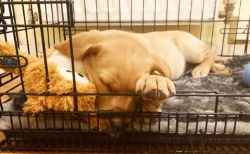 yellow lab puppy asleep in a crate