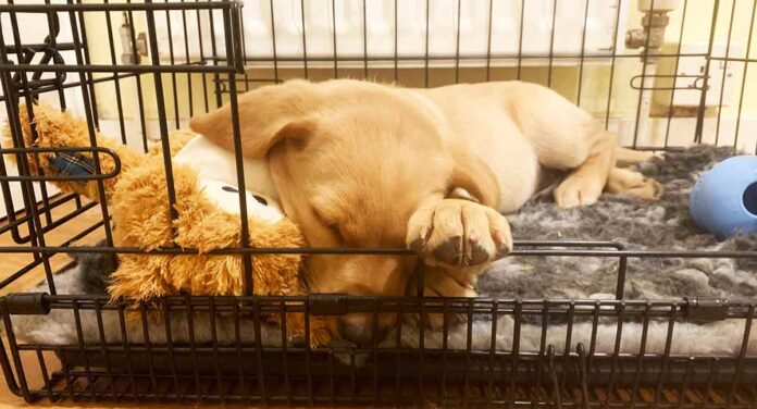 yellow lab puppy asleep in a crate