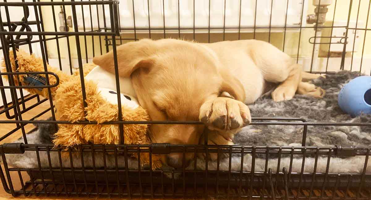 Until What Age Should A Dog Sleep In A Crate?