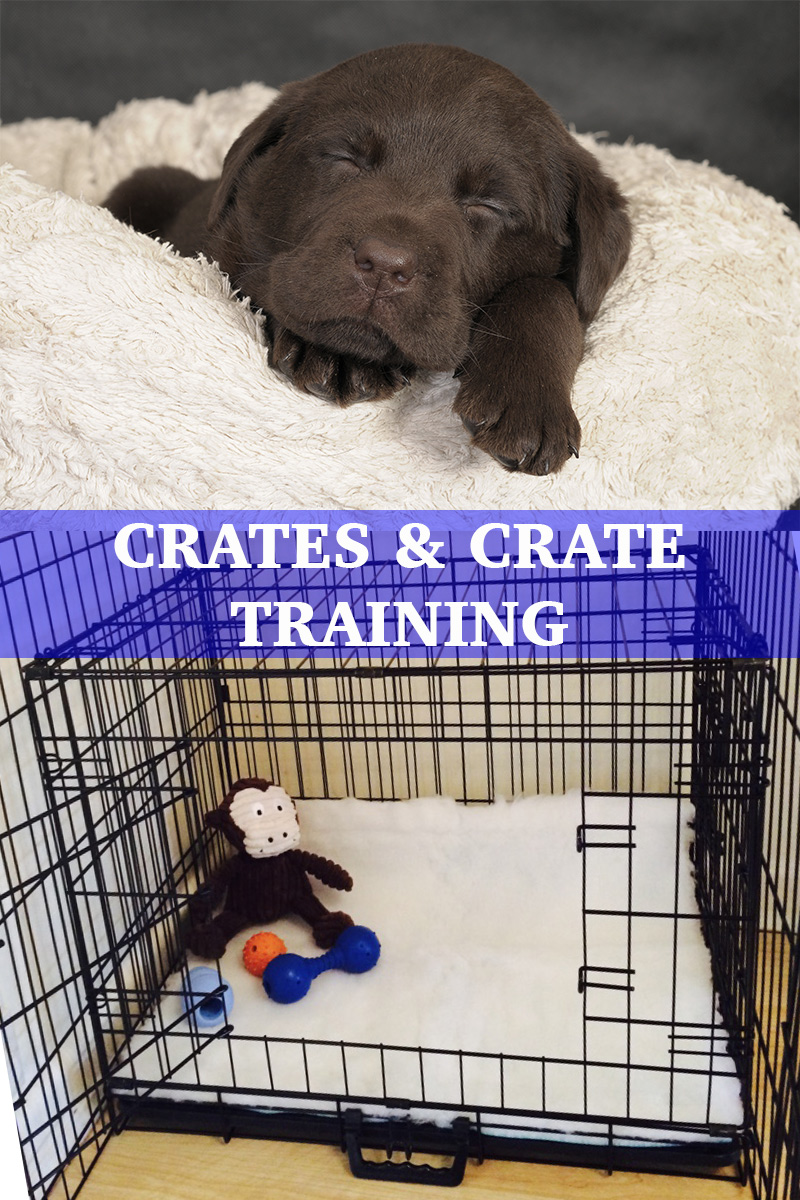 Your Labrador Crates and Crate Training