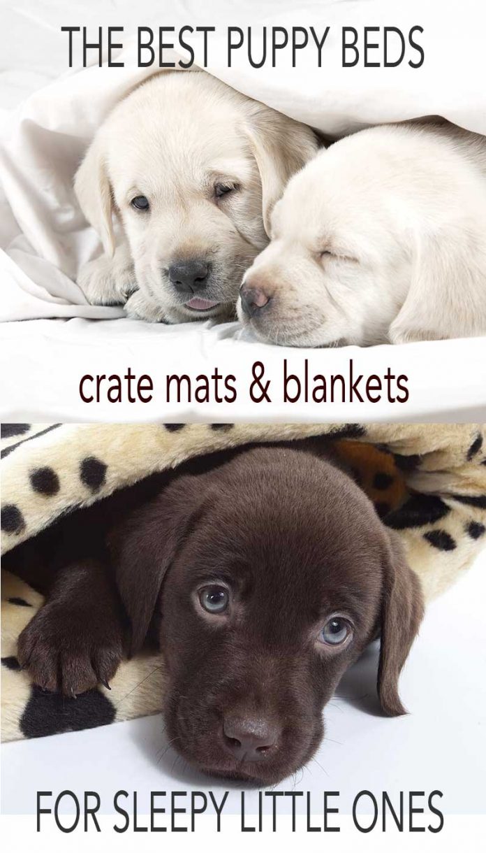 Labrador Puppy Beds and Bedding