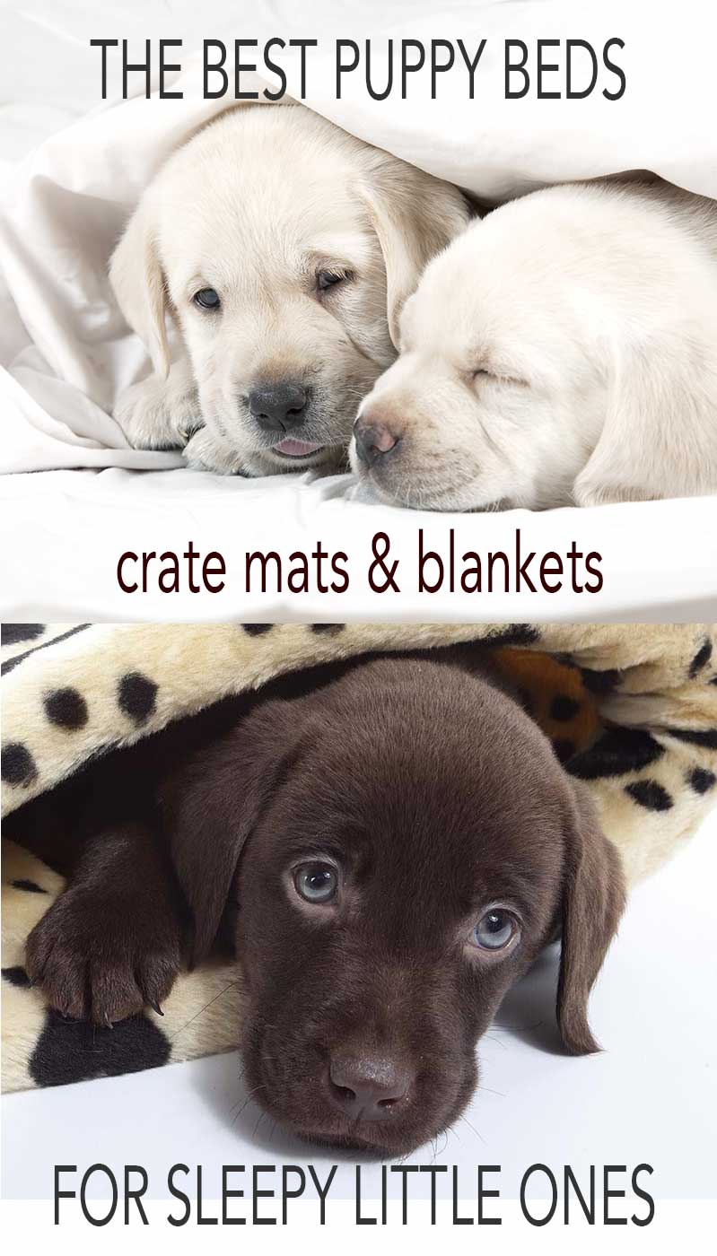 Choosing the right kind of bed for your puppy