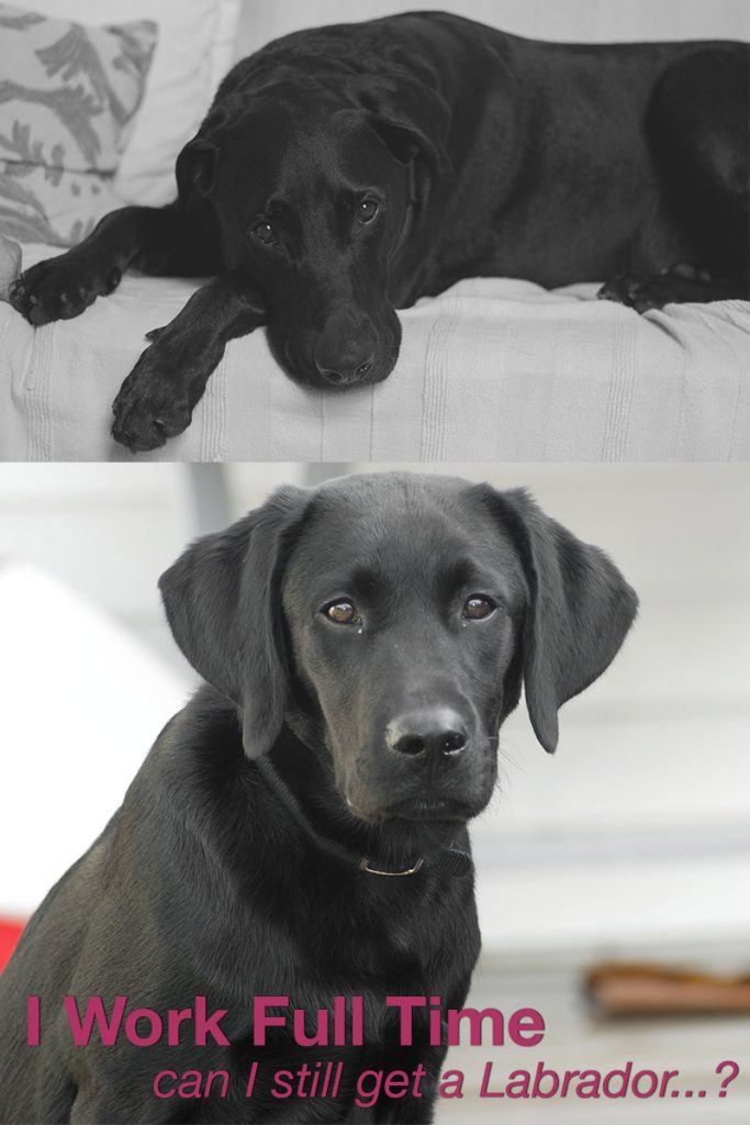 Is Your Dog Home Alone How Long Can You Leave Your Lab