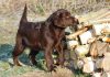 chocolate lab puppy by woodpile