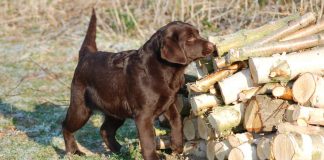 chocolate lab puppy by woodpile