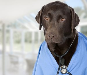 keep your dog safe from pyometra