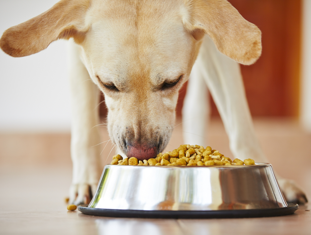 greedy dog feeding bowls