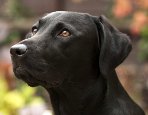 aggressive lab puppy