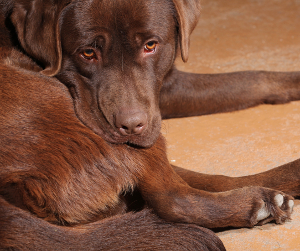 labrador suddenly aggressive