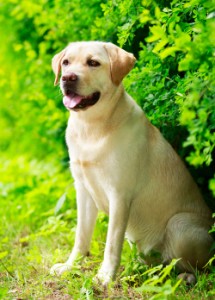 labrador retriever dog