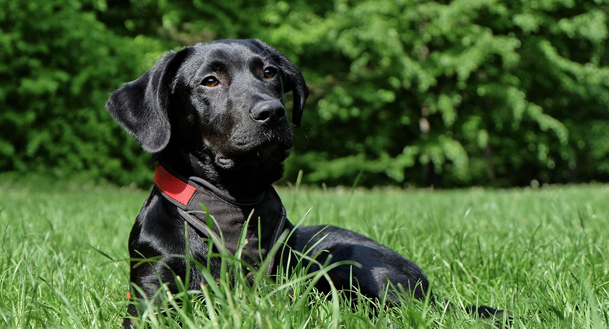 dog keeps eating its own poop