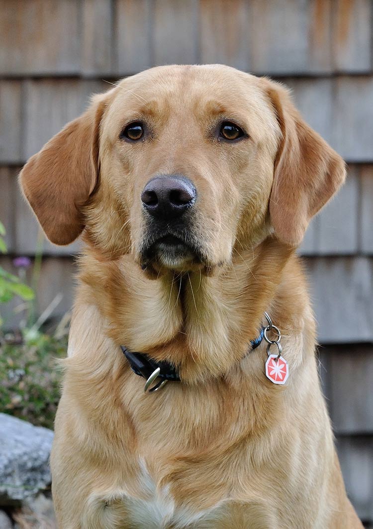 powder to stop dog from eating poop