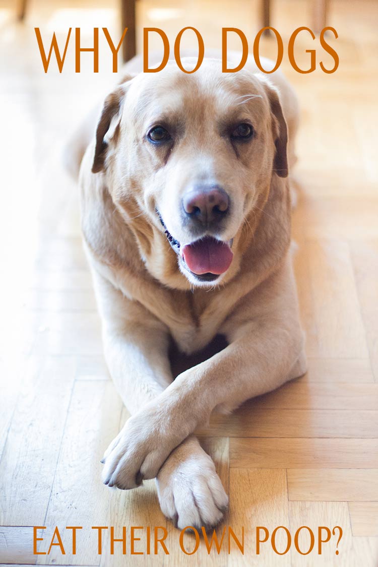 dog ate fox poo