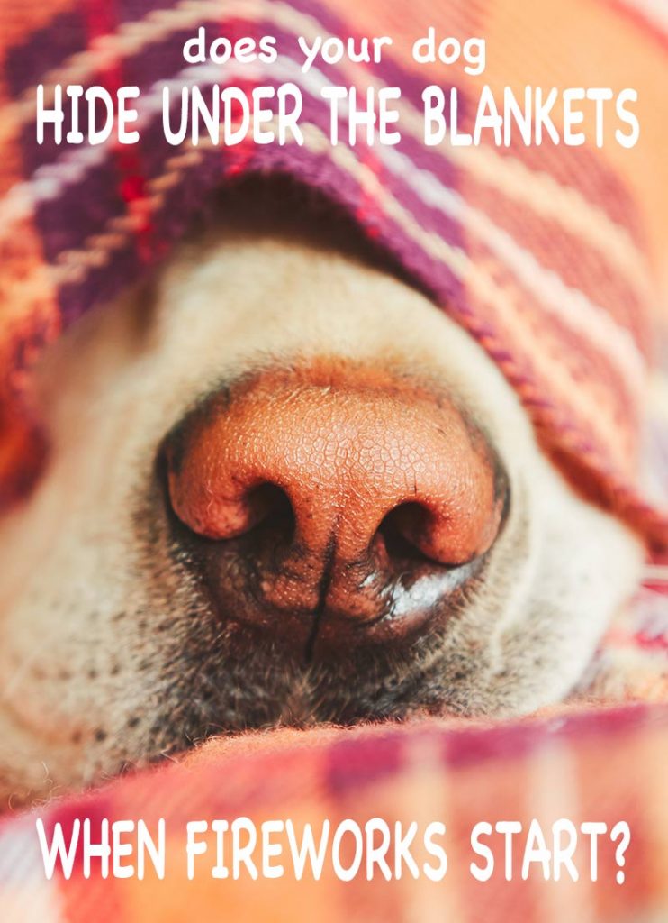 Dogs And Fireworks How To Calm Dogs During Fireworks