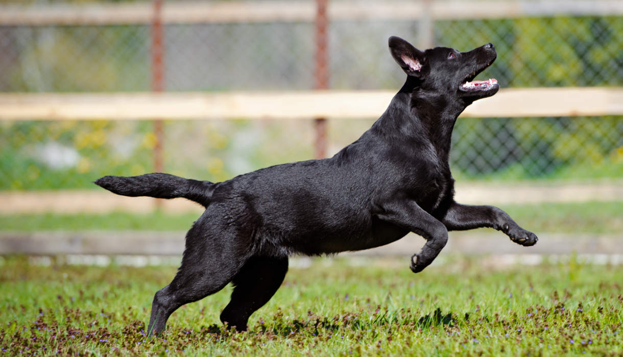 how do you get your dog to stop jumping