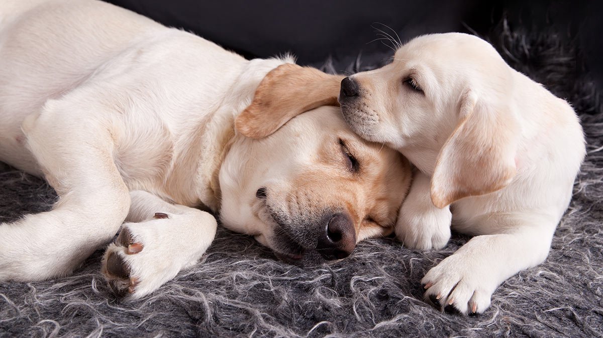 powder to stop dog from eating poop