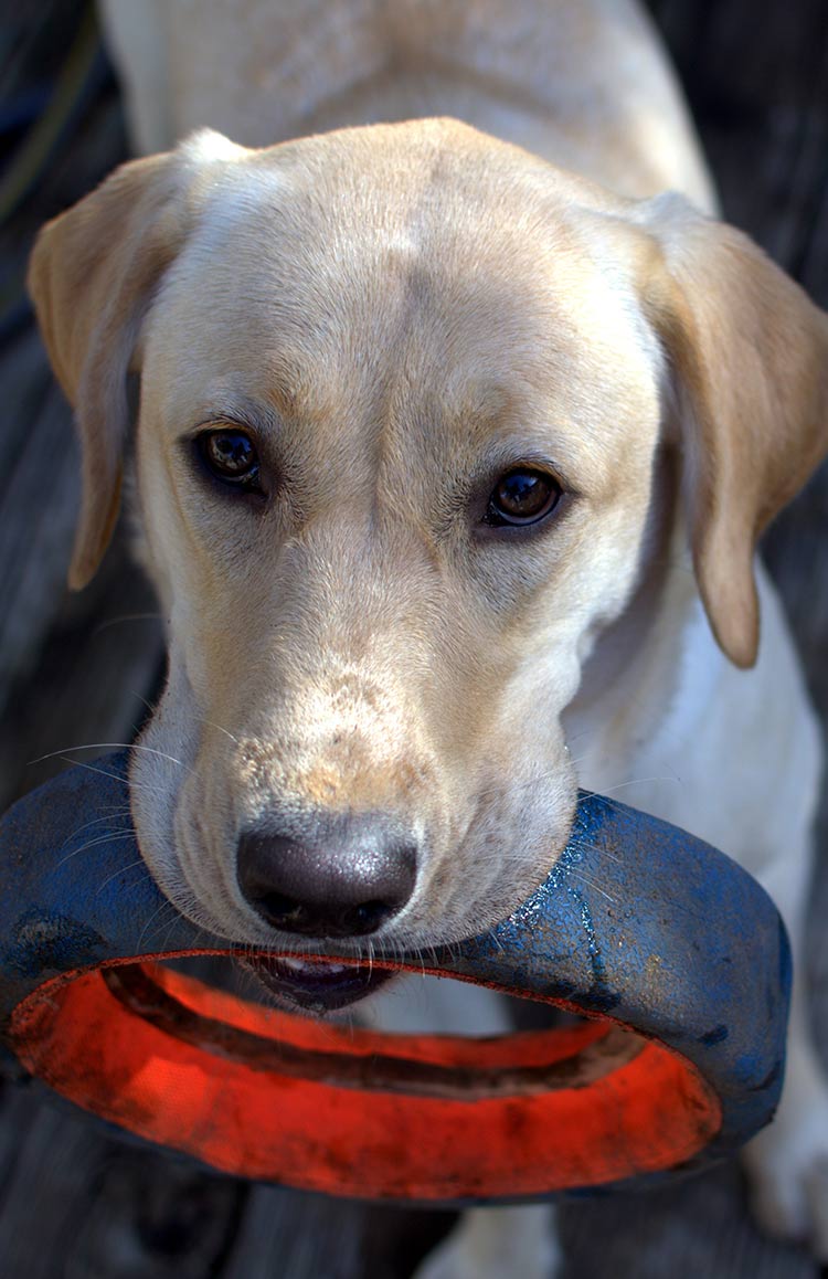 powder to stop dog from eating poop