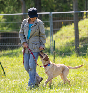 Labrador Obedience Training - The 