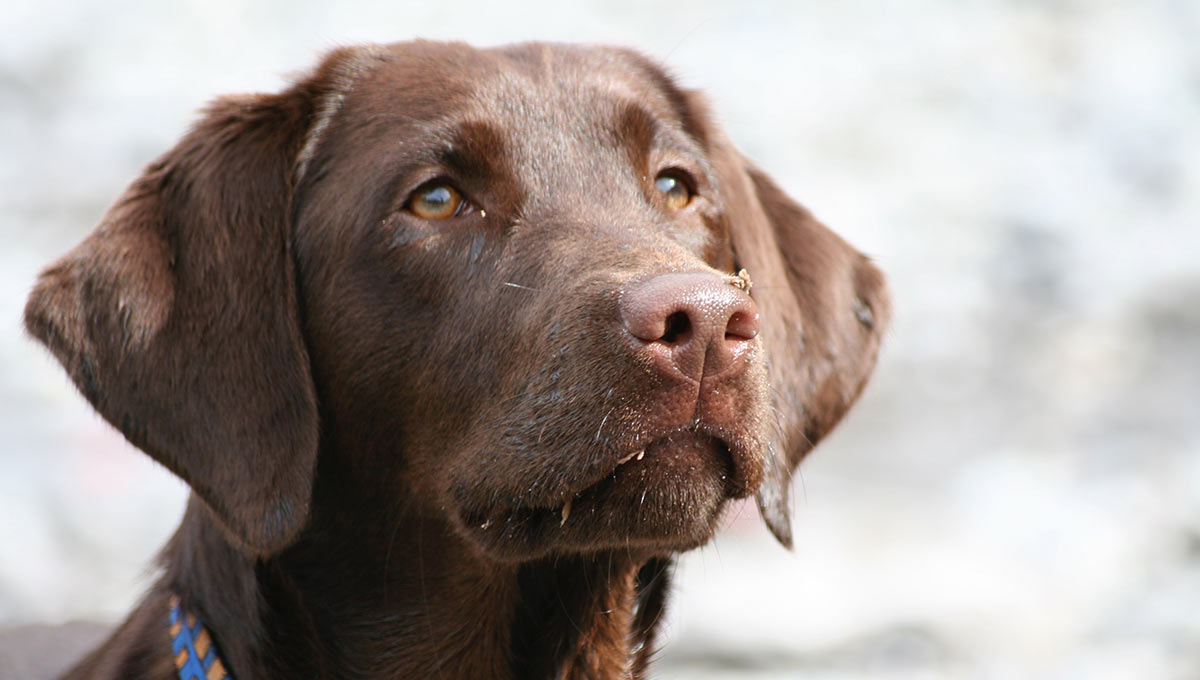 how do i stop my puppy from eating poop