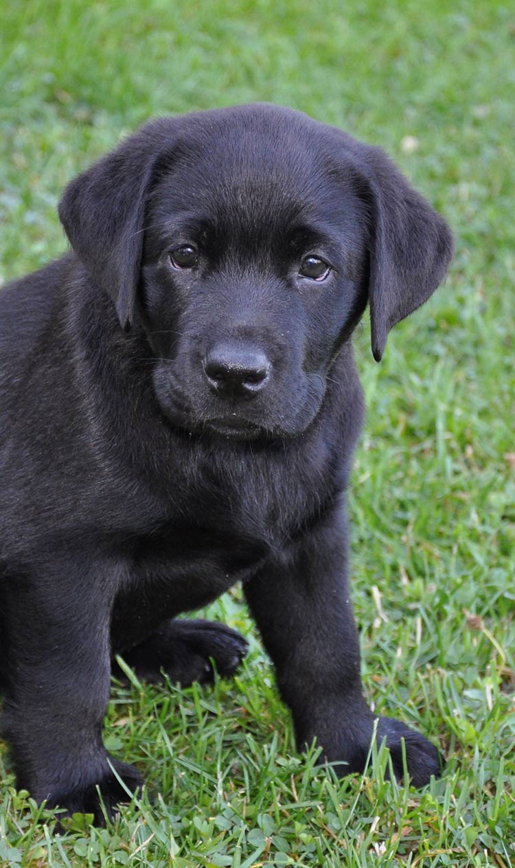 can eating rabbit poop make a dog sick