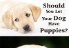 How old should your dog be before breeding? How many puppies do Labradors have? And should you be breeding from your dog at all?