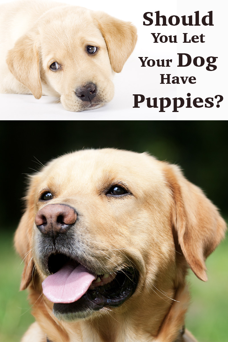 Labrador breeding: Should You Let Your Dog Have Puppies?