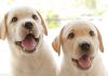 when will my puppy stop growing the pet labrador the labrador site when will my puppy stop growing the pet labrador the labrador site