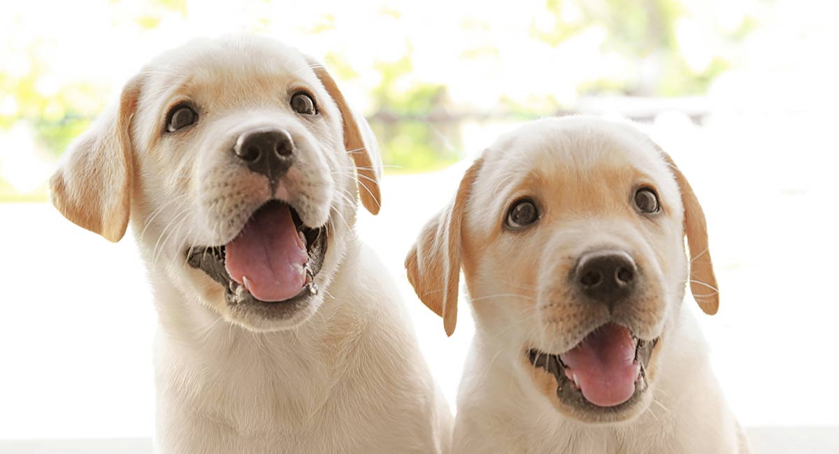 Labrador Puppy Weight Growth Chart