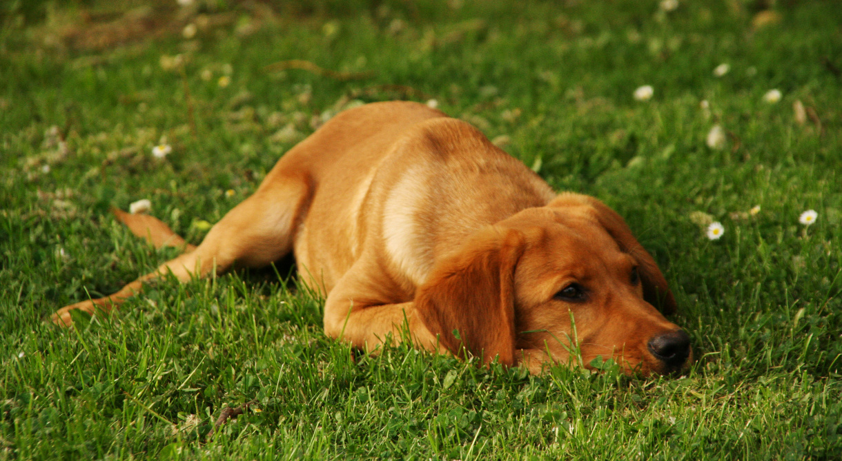 what age do female labradors stop growing