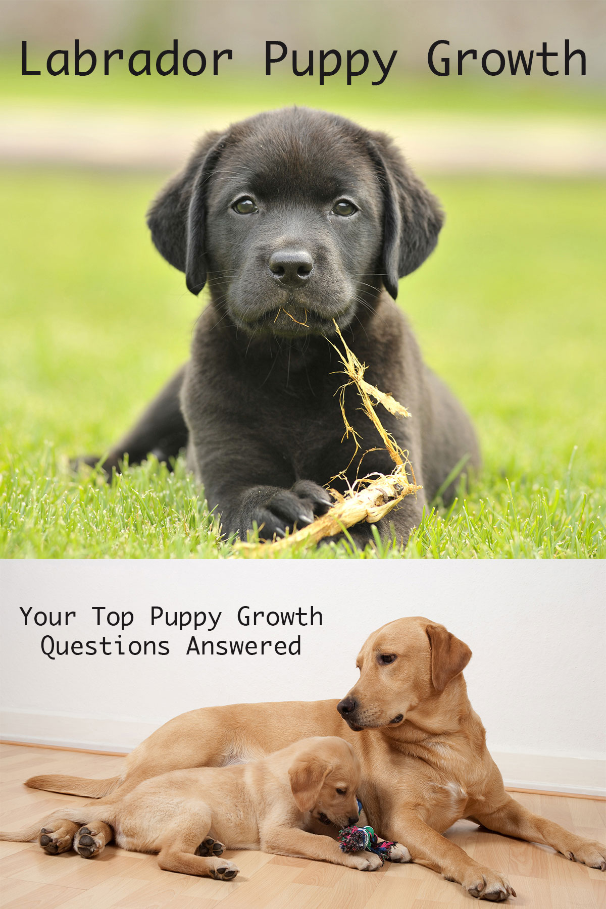 Find out how much your pup should weigh, how much bigger your puppy will get, and when he will stop growing