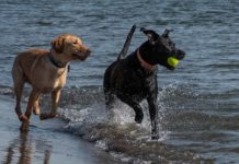 Should I get a second dog? Do two dogs have more fun?