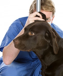 ear problems labradors