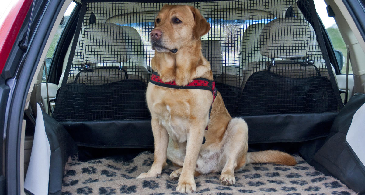 Travel sickness in Labradors The Labrador Site