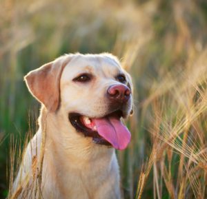 labrador retriever dog