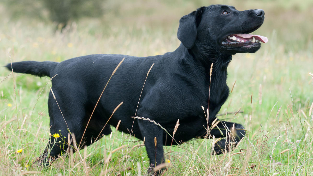 black lab with curly tail