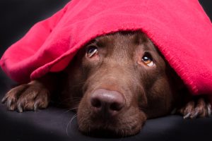 chocolate labrador