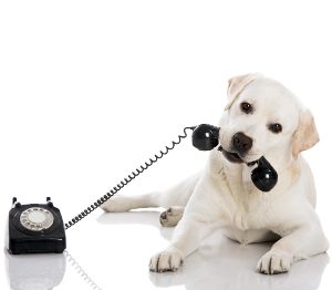 Portrait of a labrador retriever holding a telefone with mouth