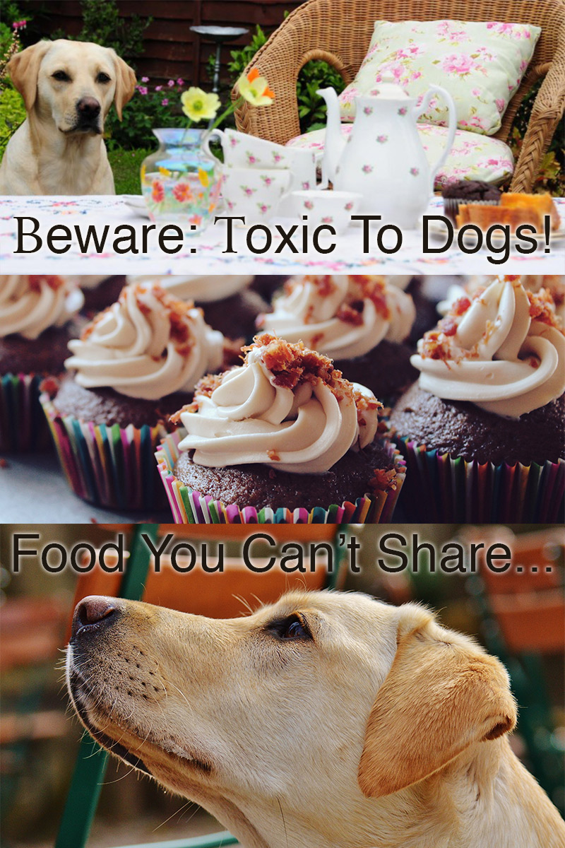 Find out which foods are toxic to dogs and which you can safely share
