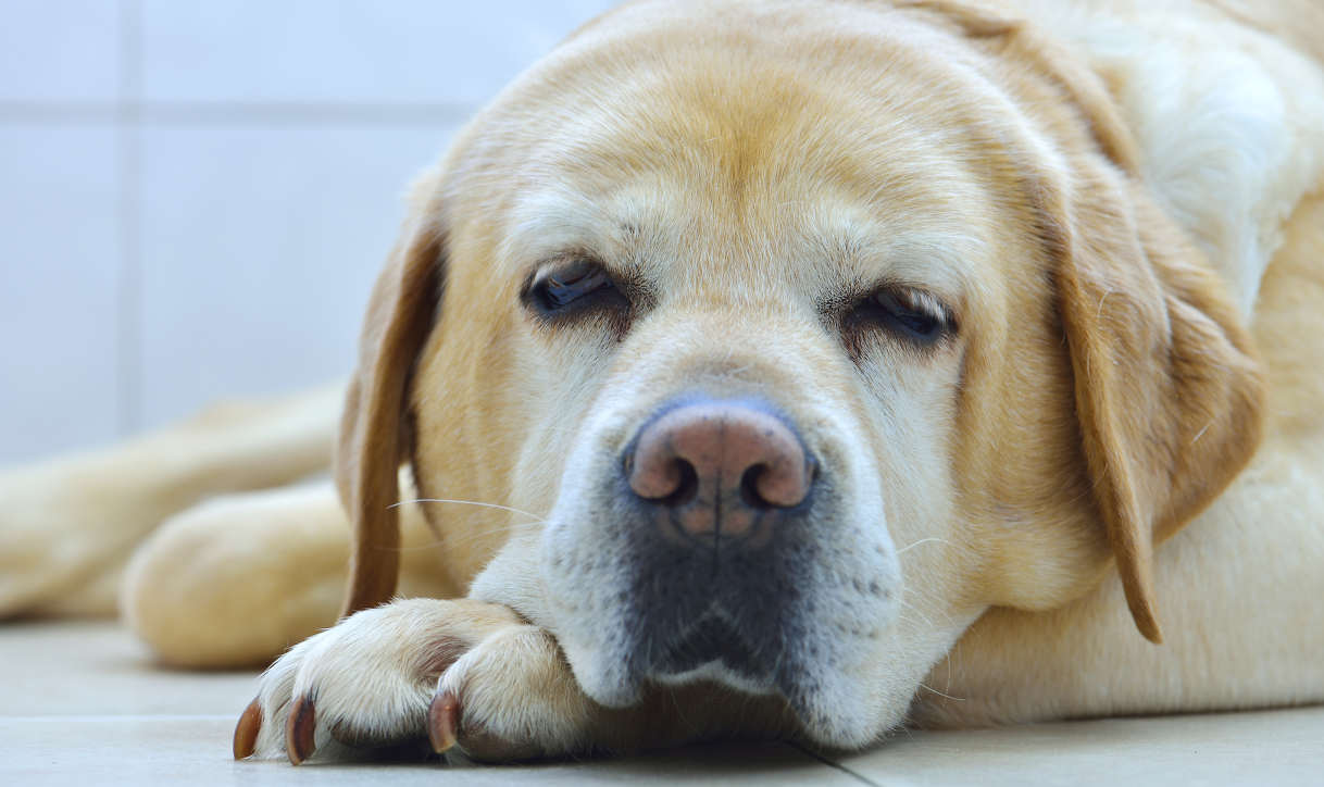 Caring For An Old Labrador