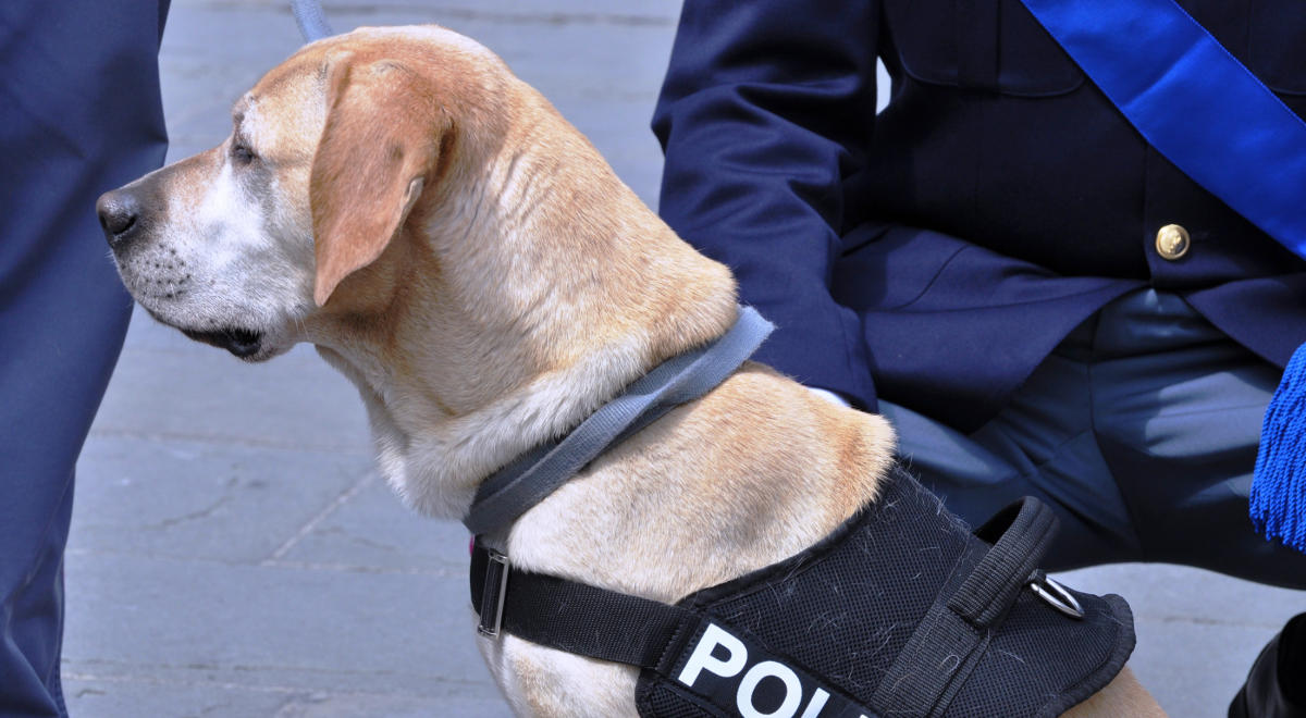 are police dogs service dogs