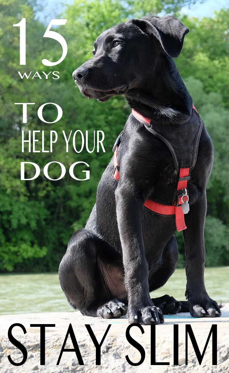 15 great ways to help your dog stay slim and healthy