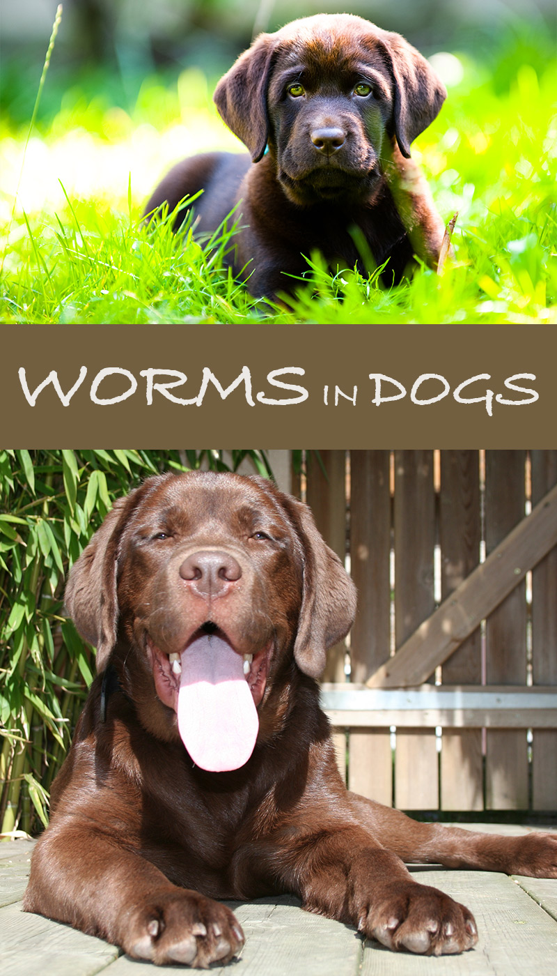 Dog Worm Identification Chart