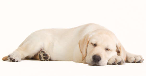 labrador puppy stairs