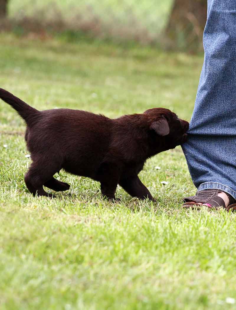 When Do Puppies Stop Biting And How To Cope With A Teething Lab Puppy