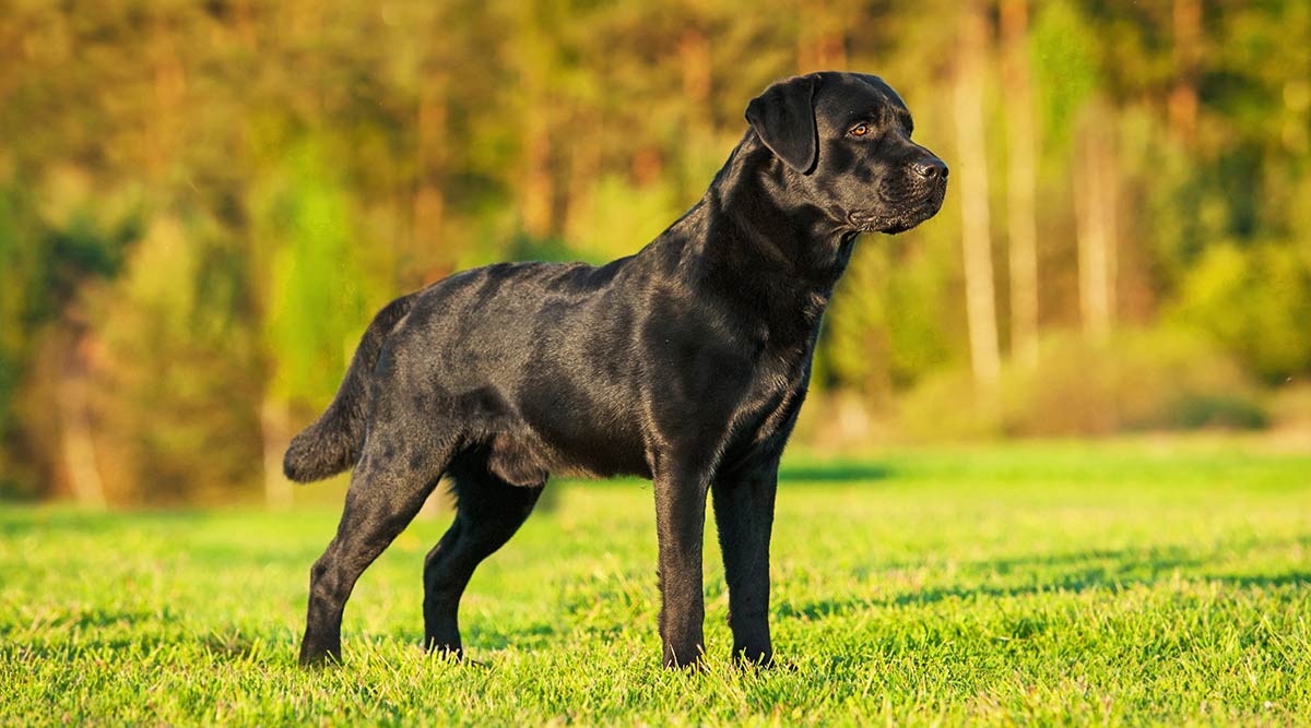 Labrador Size Chart By Age