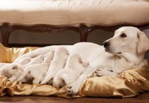 labrador retriever breeders