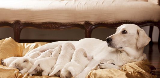 labrador retriever breeders