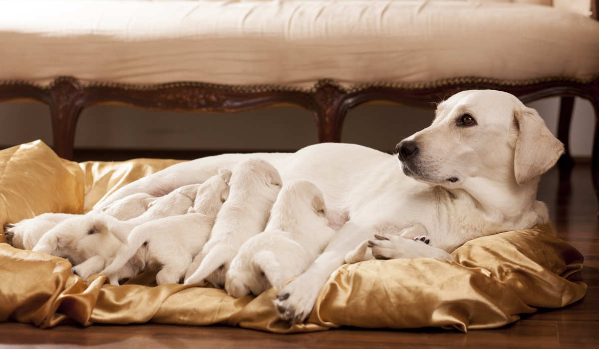 Information about breeding and whelping a litter of puppies